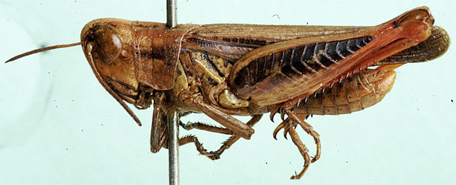 Pnorisa squalus