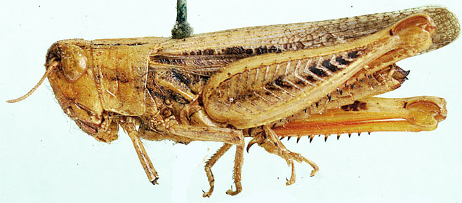 Pnorisa squalus