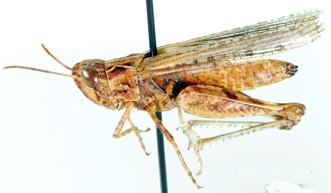 Stenohippus angulatus