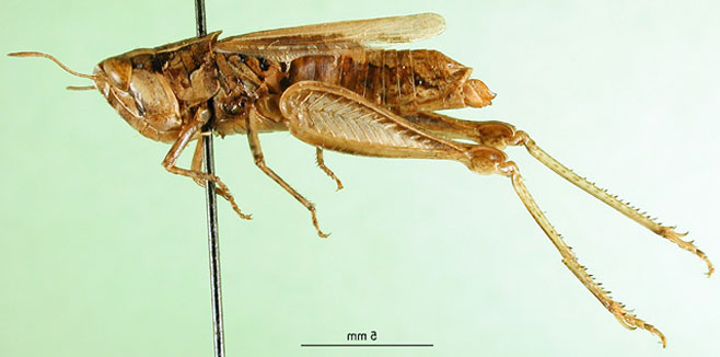 Leva callosa