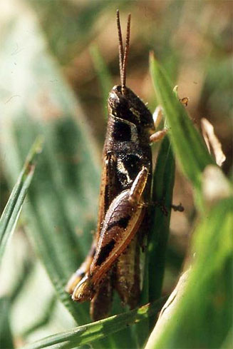 Catantops melanostictus