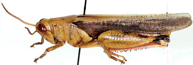 Diabolocatantops axillaris