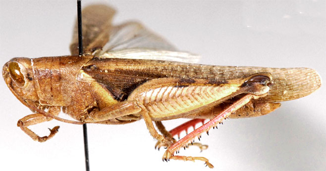 Diabolocatantops axillaris
