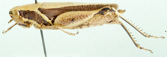 Phaeocatantops decoratus