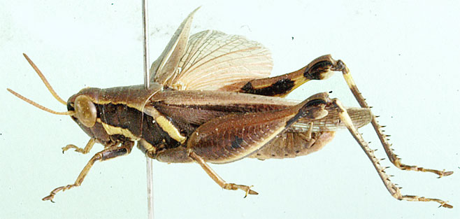 Phaeocatantops decoratus