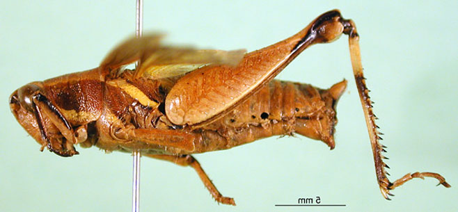 Phaeocatantops decoratus