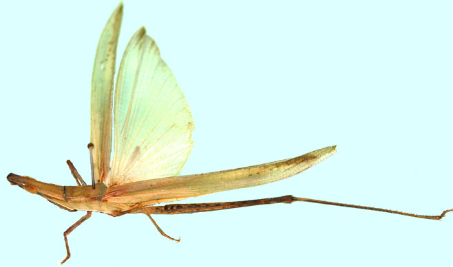 Acrida acuminata