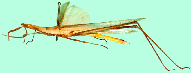 Acrida acuminata
