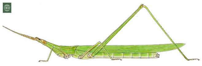 Acrida bicolor