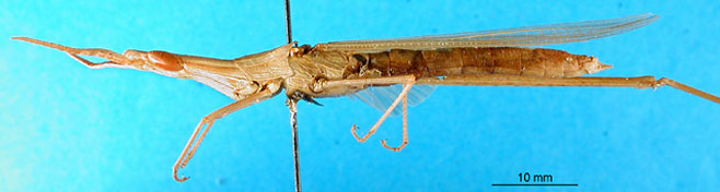 Acrida bicolor