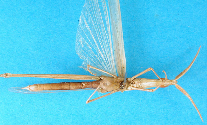 Acrida bicolor
