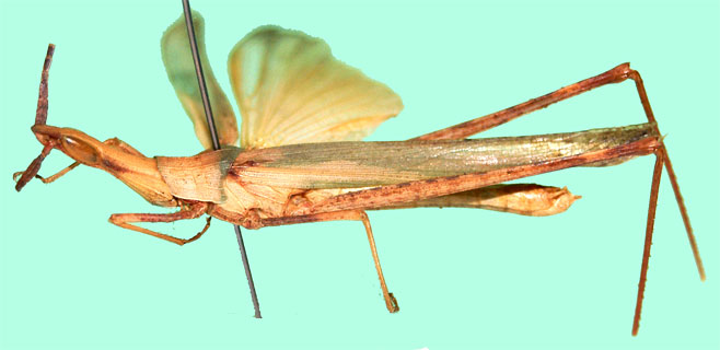 Acrida propinqua