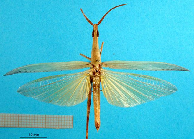 Acrida propinqua