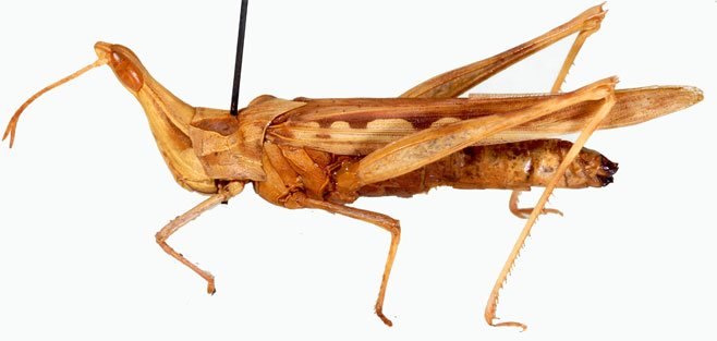 Truxalis burtti