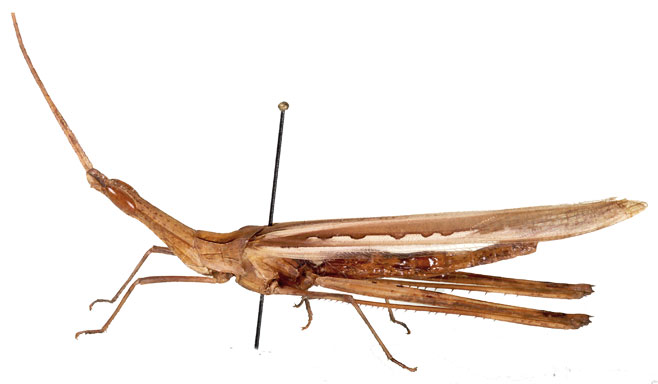 Truxalis burtti