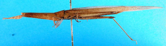 Cannula gracilis