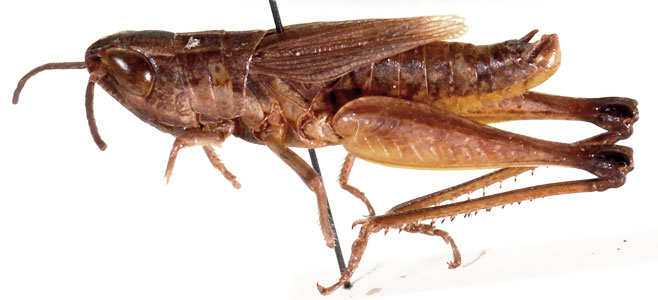 Coryphosima vumbaensis