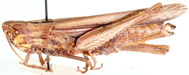 Duronia chloronota