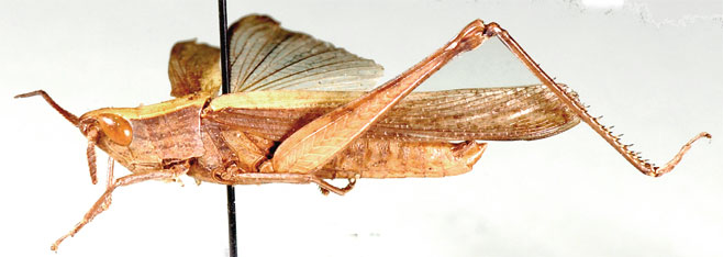 Duronia chloronota