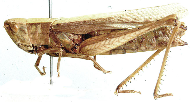 Duronia curta