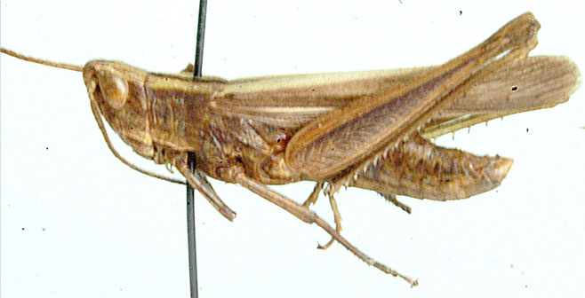 Duronia curta