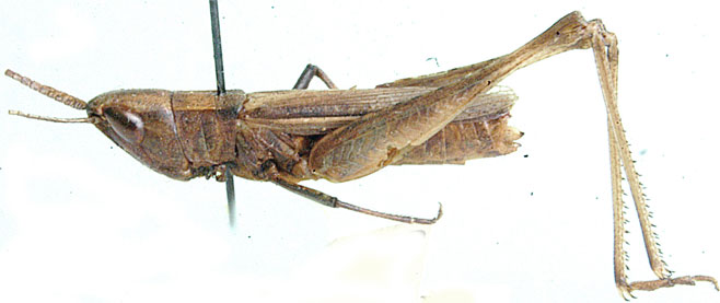 Gymnobothroides hemipterus