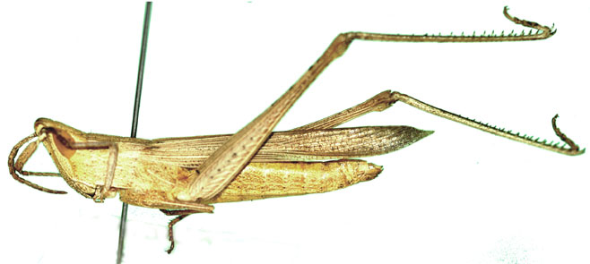 Machaeridia conspersa