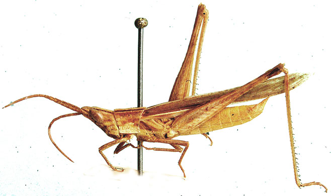 Machaeridia conspersa