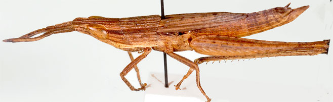 Odontomelus brevipennis