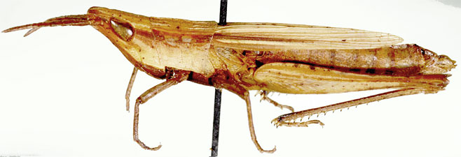 Odontomelus brevipennis