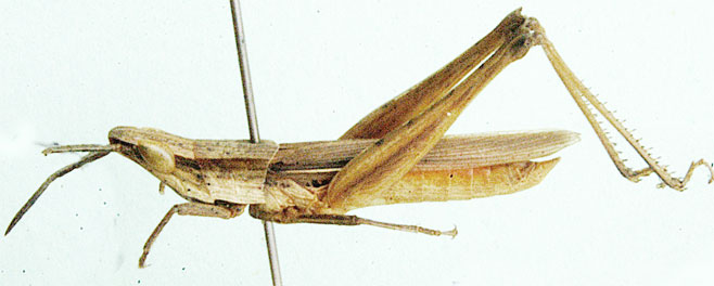 Odontomelus brunneus