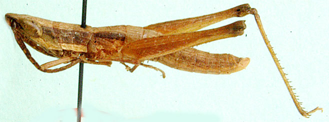 Odontomelus krugeri
