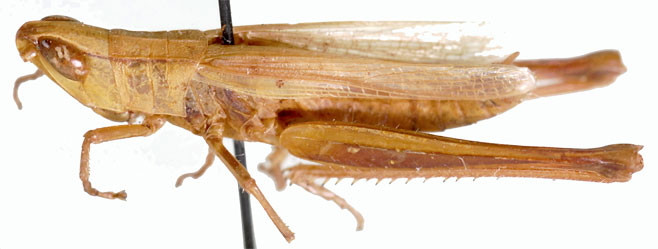 Orthochtha browni