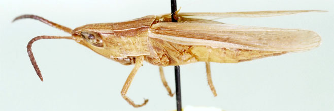Orthochtha modesta