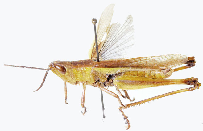 Orthochtha rosacea