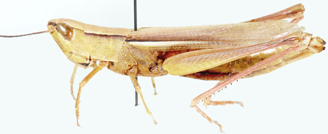 Orthochtha tunstalli