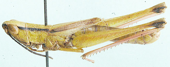 Orthochtha tunstalli