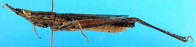Parga cyanoptera
