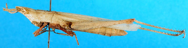 Parga cyanoptera