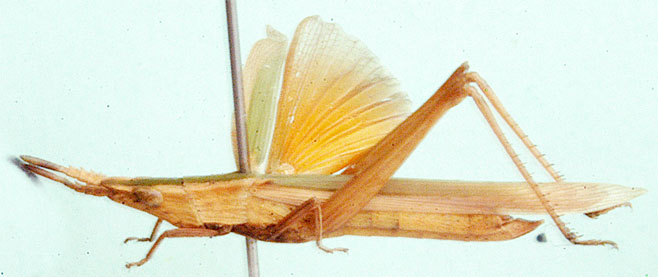 Parga xanthoptera