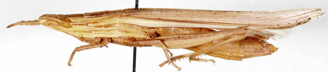 Parga xanthoptera