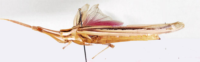 Truxaloides constrictus