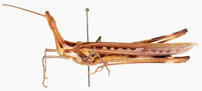 Truxaloides serratus