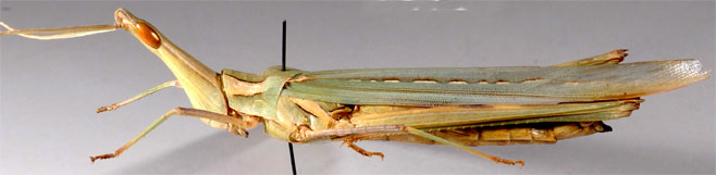 Truxaloides braziliensis