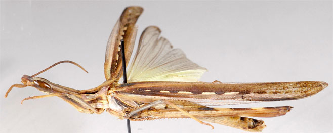 Truxaloides braziliensis