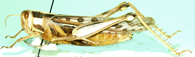 Cyrtacanthacris tatarica