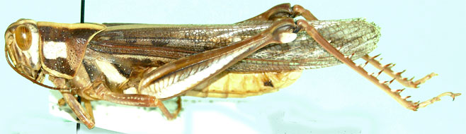 Cyrtacanthacris tatarica