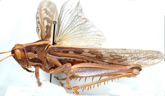 Cyrtacanthacris aeruginosa