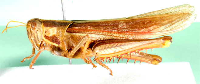 Cyrtacanthacris aeruginosa