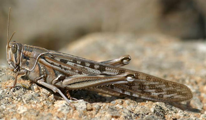 Schistocerca gregaria